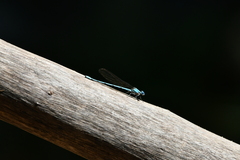 Argia westfalli