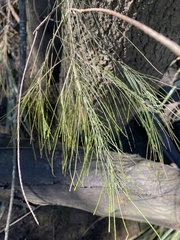 Casuarina cunninghamiana