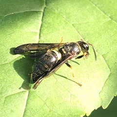Ancistrocerus unifasciatus