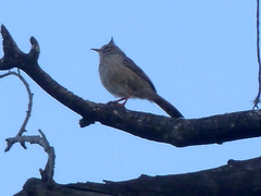 Coryphistera alaudina
