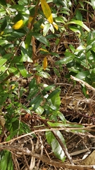 Olea europaea cerasiformis