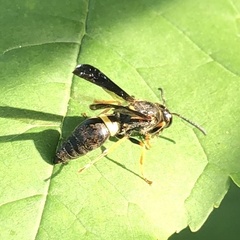 Ancistrocerus unifasciatus