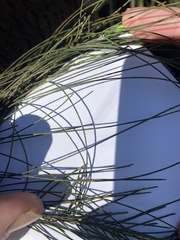 Casuarina cunninghamiana