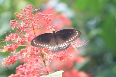 Papilio dravidarum