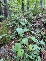 Chenopodiastrum simplex