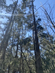 Casuarina cunninghamiana