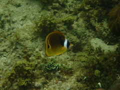 Chaetodon lunula