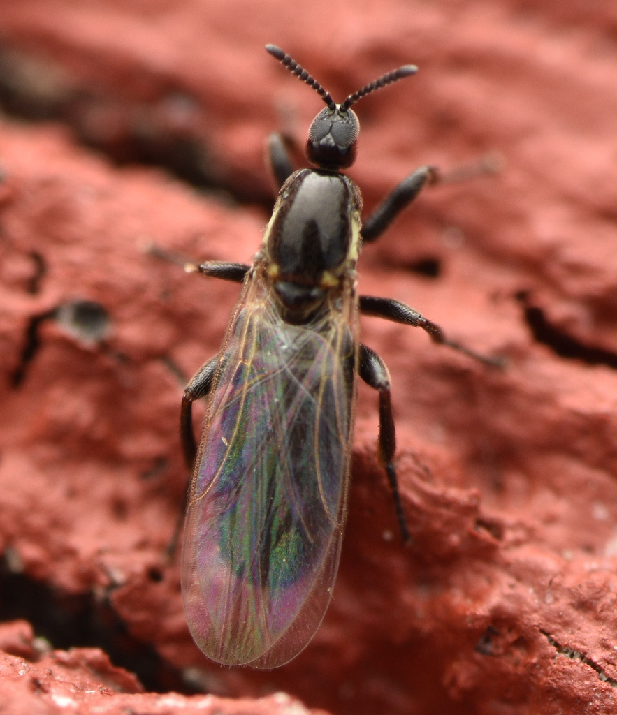 minute-black-scavenger-flies-from-odense-v-5200-odense-danmark-on