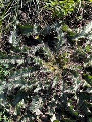Cirsium horridulum