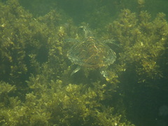 Eretmochelys imbricata