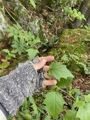 Chenopodiastrum simplex