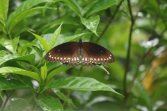 Papilio dravidarum