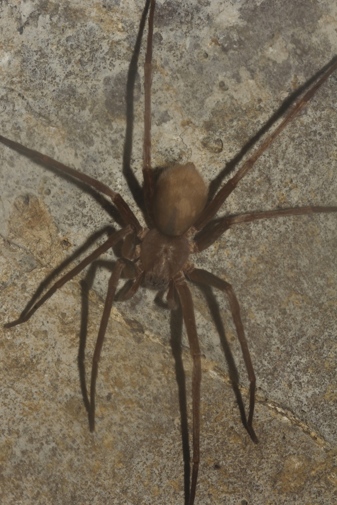 Ctenus mitchelli