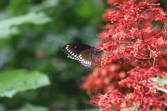 Papilio dravidarum