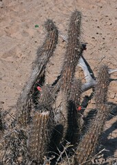 Cleistocactus baumannii