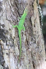 Anolis heterodermus