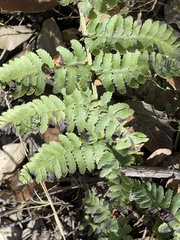Dryopteris arguta
