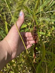 Rumex crispus