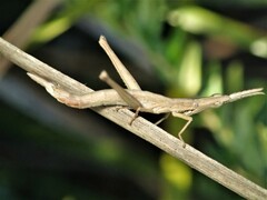 Vandiemenella viatica