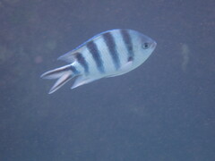 Abudefduf sexfasciatus