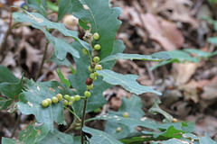 Xanthoteras eburneum