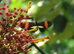 Heliconius erato