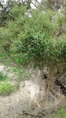 Melaleuca brevifolia