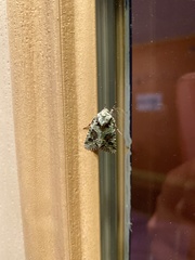 Lacinipolia implicata
