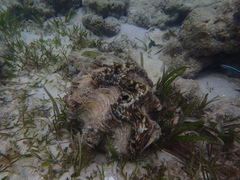 Tridacninae