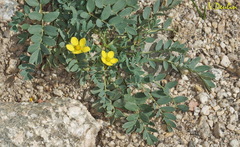 Sibbaldianthe orientalis