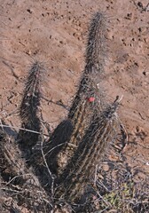Cleistocactus baumannii