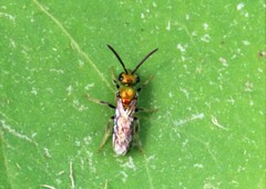 Augochlorella aurata