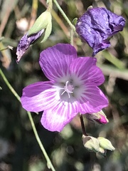 Sidalcea