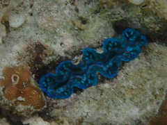 Tridacna