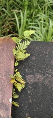 Polypodiaceae