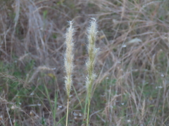 Bothriochloa