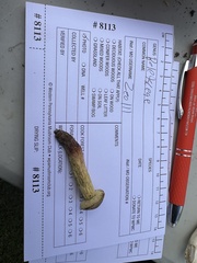 Xerocomellus truncatus