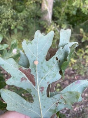 Druon quercusflocci