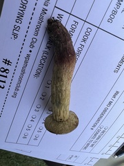 Xerocomellus truncatus