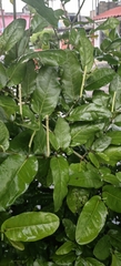 Piper tuberculatum