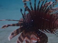 Pterois volitans