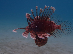 Pterois volitans