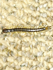 Hemiscolopendra marginata