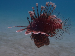 Pterois volitans