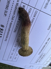 Xerocomellus truncatus