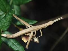 Vandiemenella viatica