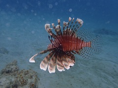 Pterois volitans