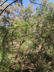 Acacia decurrens