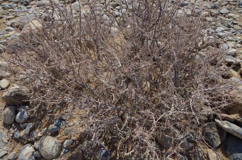 Image of Hererolandia pearsonii by (c) Eric Knight, some rights reserved (CC BY)
