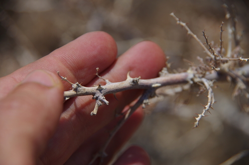 Image of Hererolandia pearsonii by (c) Eric Knight, some rights reserved (CC BY)